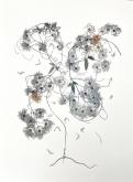 image of botanicals in spiraling format