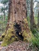 base of tall eucalypt tree in a forest
