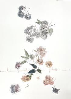 image with fluffy seeds