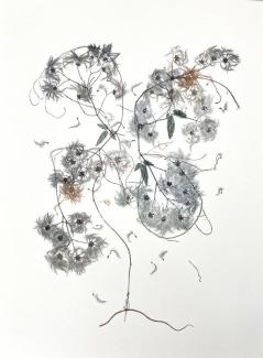 image of botanicals in spiraling format